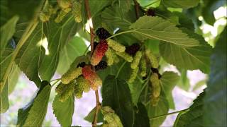 Illinois Everbearing MulberryMorus alba x rubra Fruiting in AZ  9B [upl. by Ylla]