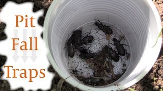 Collecting Insects with Pit Fall Traps [upl. by Lemraj]