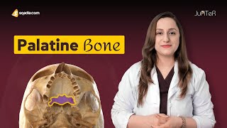 Palatine Bone  Cranial Osteology  Anatomy Lecture for Medical Students  VLearning™ [upl. by Tnilc60]