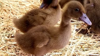 The Beginners Guide To Raising Ducklings Days 114 [upl. by Zoeller]