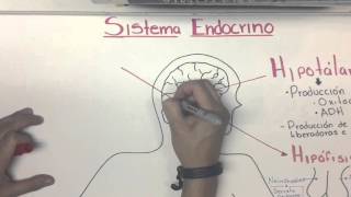 Sistema Endocrino Introducción [upl. by Alracal365]