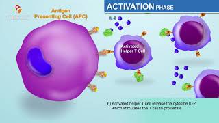 The Humoral Immune Response  Immunology Animations [upl. by Cosme279]