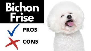 Bichon Frise Pros And Cons SHOCKING [upl. by Dierolf920]