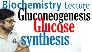 Gluconeogenesis pathway biochemistry [upl. by Ynaffet]