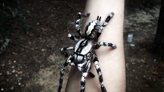 Tarantula Jumps from Arm Poecilotheria regalis [upl. by Pik]