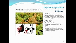 Dryopteris erythrosora Brillance plante vivace [upl. by Schafer]