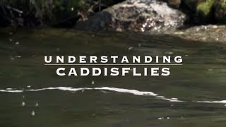 Understanding Caddisflies with Tom Rosenbauer [upl. by Tonnie]