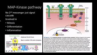 Mitogens pathway and response [upl. by Averell]