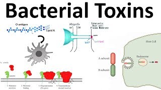 bacterial toxins Endotoxin and Exotoxins [upl. by Nnahtur]