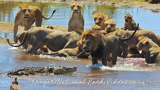 Lion Pride Vs Crocodile  Kruger National Park [upl. by Pompei40]