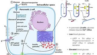 The Mechanism of Insulin Release by Pancreatic βcells [upl. by Hanah]