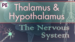 The Nervous System Diencephalon  Thalamus amp Hypothalamus [upl. by Assillem]