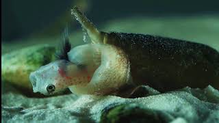 Cone Snail Eats Fish [upl. by Raycher]