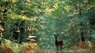 A la découverte de la Forêt  Documentaire francais sur la Nature [upl. by Lienet]