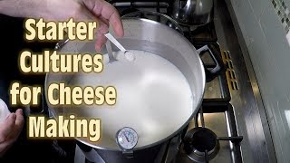 Starter Cultures for Cheese Making [upl. by Christmas308]