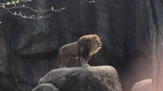 Epic Lion Roar at Lincoln Park Zoo [upl. by Gnel]