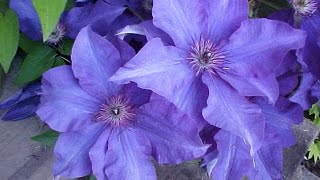 How To Grow Clematis In A Container [upl. by Itsim]