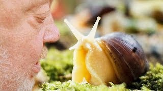 Hmm süße SCHNECKE  NORBERT ZAJAC  Zoo Zajac [upl. by Enelrae625]