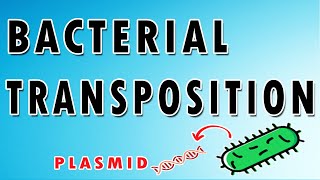 Bacterial Transposition [upl. by Hendel]