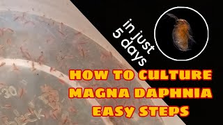 How to Culture Magna Daphnia Easily [upl. by Nossyla]