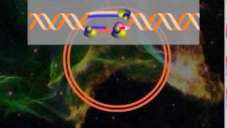 HSV DNA replication [upl. by Powers]