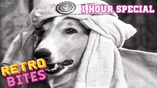 Lassie  1 Hour Special  Full Episodes 🐕 [upl. by Alford]