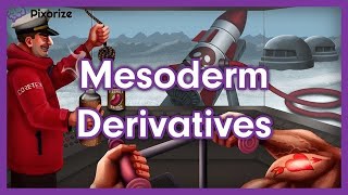 Mesoderm Derivatives MCAT Mnemonic Preview [upl. by Lleznod453]