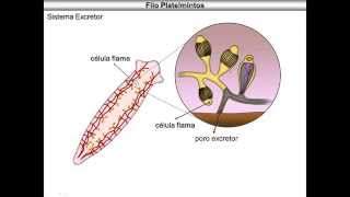 Platelmintos [upl. by Cirda]