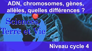 ADN chromosomes gènes allèles quelles différences [upl. by Chancelor]