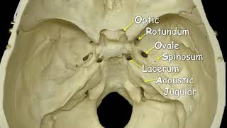 Cranial Foramina  Mnemonic Phrase [upl. by Remos897]