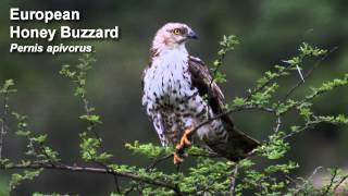 Buzzard  European Honey Buzzard  Bird Call Birdsong [upl. by Arrec732]