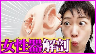 医師が誰も知らない女性器を徹底解剖！仕組みを徹底的に教えます！【フェムテック】 [upl. by Nievelt971]