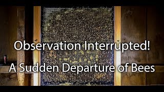 Honey Bees Swarming OUT of my Observation Hive Not Much you can Do [upl. by Idmann]