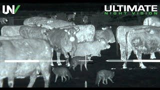 Thermal Predator Hunting  45 Coyotes Down with the IR Hunter MKIII [upl. by Duer]