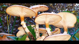 Armillaria Mellea  Honey Fungus [upl. by Aneerak]