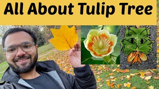 Tulip tree  Liriodendron tulipifera  How to take care of Tulip tree  Flowering season of Tulip [upl. by Surazal]