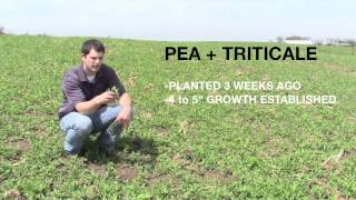 PEA TRITICALE FORAGE SEED [upl. by Latnahs655]