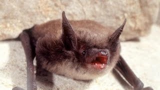 Bat Sounds in my Attic Listen to brown bat vocalization noise Dayton Bat Control and Pest Removal [upl. by Abibah]