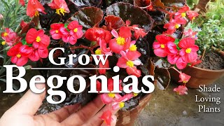 Begonia Plant Care  Wax Begonia Flowers l How to Grow Them [upl. by Ivzt]