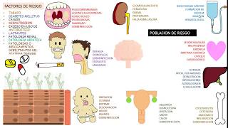 Candida albicans Candidiasis [upl. by Ludeman]