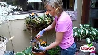 How to Prune Begonias [upl. by Marje800]