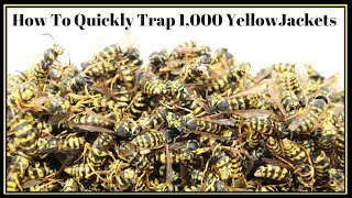 How To Quickly Trap 1000 YellowJackets In Just Hours Mousetrap Monday [upl. by Valenba]