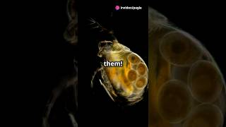 How to culture Daphnia for your Aquarium [upl. by Isied213]