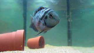 Convict Cichlid Care and Information [upl. by Varhol]