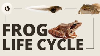 The Incredible Frog Life Cycle Full Metamorphosis [upl. by Lienhard]