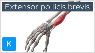 Extensor Pollicis Brevis Muscle  Origins amp Function  Anatomy  Kenhub [upl. by Ainekahs]