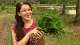 Transplanting Corn  Garden Experiment to Grow MORE FOOD [upl. by Kylila]