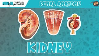 Renal  Kidney Anatomy Model [upl. by Eves]