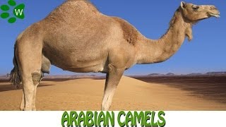 The Arabian Camels [upl. by Galang]