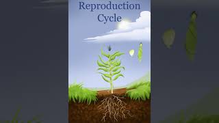 Growth Cycle of a Corn Plant [upl. by Ayenet505]